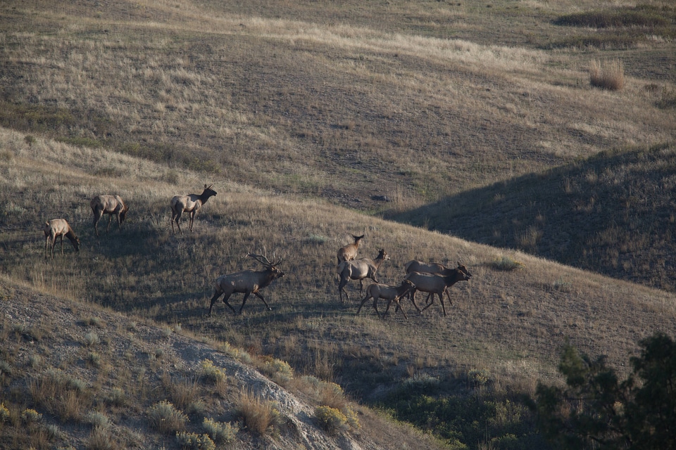 Bull Elk with family group-1