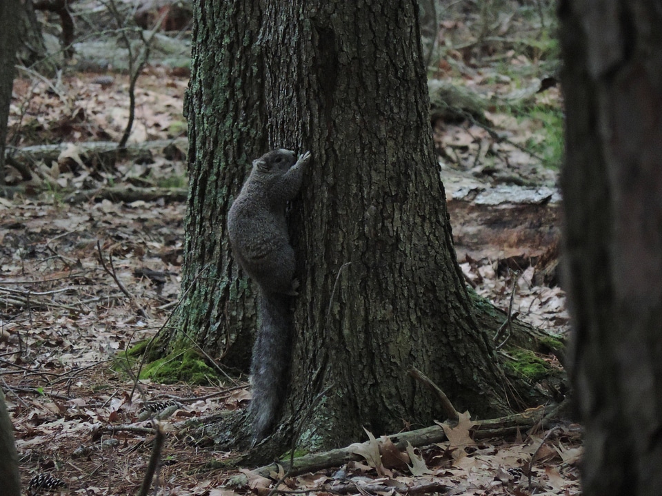 Delmarva Peninsula fox squirrel-6