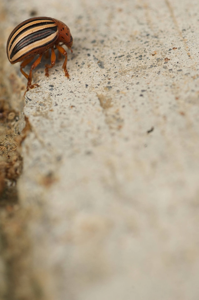 Colorado potato beetle-2
