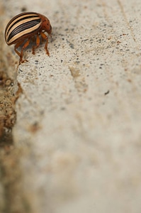 Colorado potato beetle-2