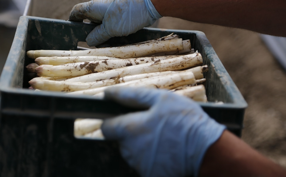 Vegetables agriculture white asparagus