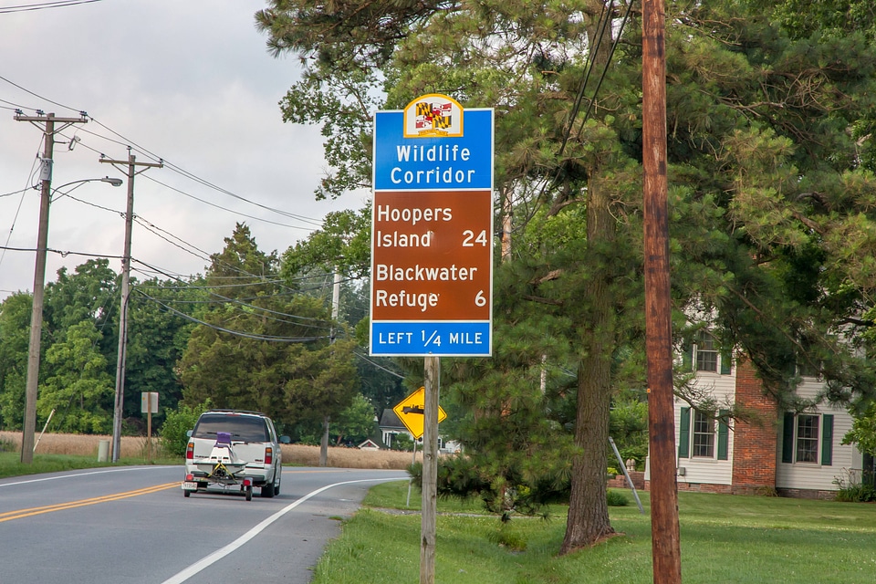 Blackwater NWR sign along road