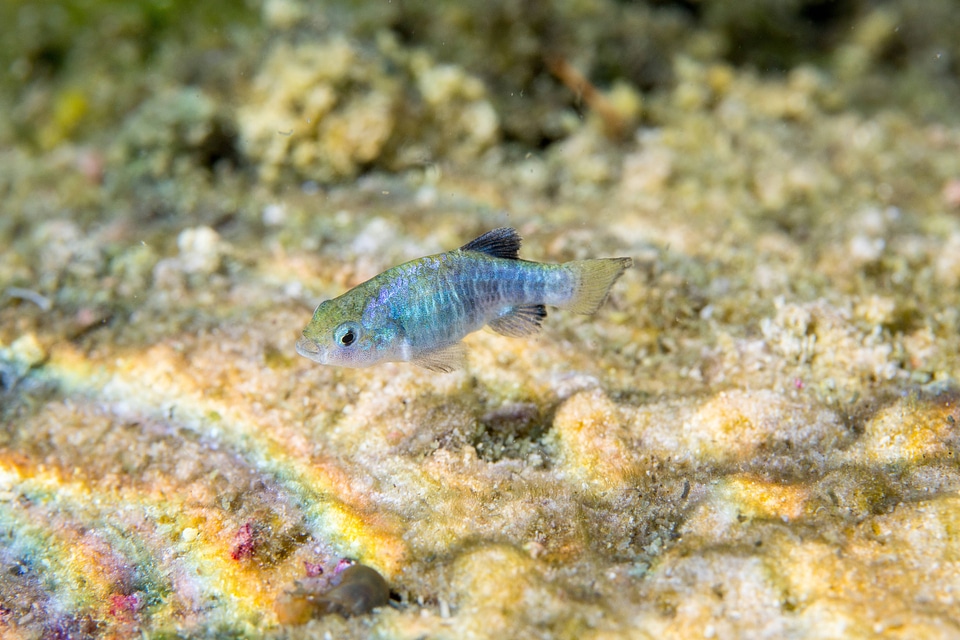 Ash Meadows Amargosa pupfish-2