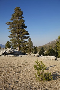 Sierra Nevada high alpine meadow-1