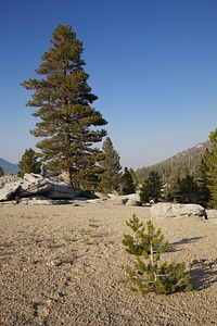 Sierra Nevada high alpine meadow-1 photo