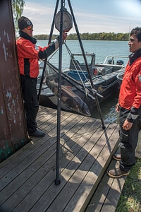 USFWS Fisheries crew weighs lake sturgeon-1