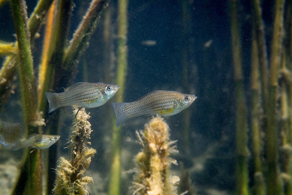 Invasive Molly living in springs at Ash Meadows NWR