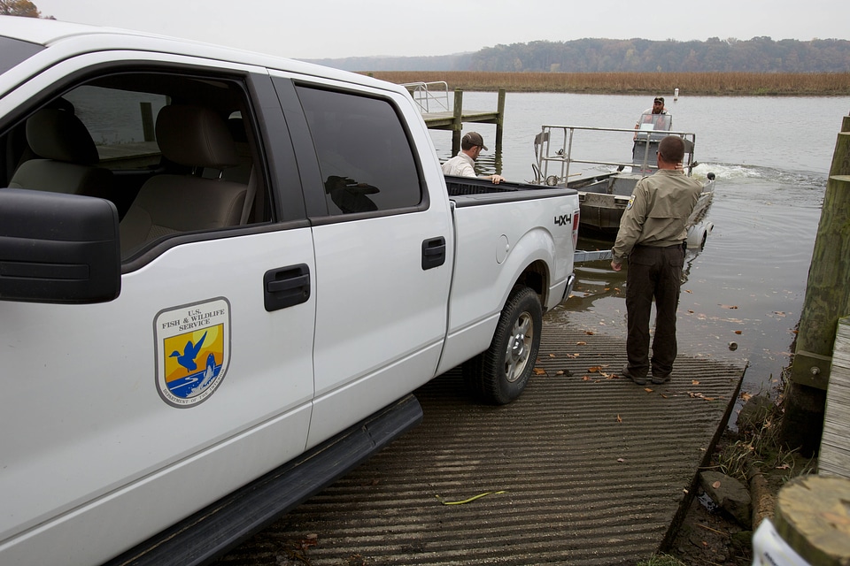 Electrofishing for Northern Snakehead-1