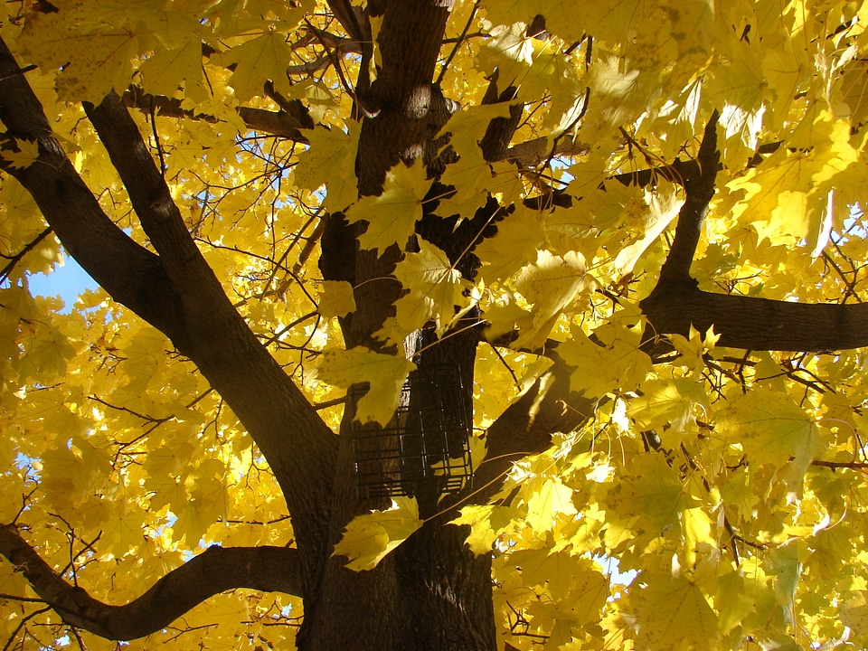 Leaves color season