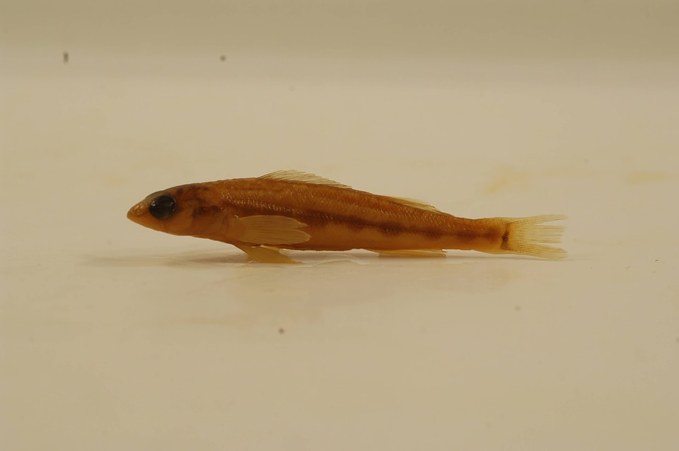 Percina maculata-1