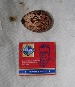 Evermann's Ptarmigan egg