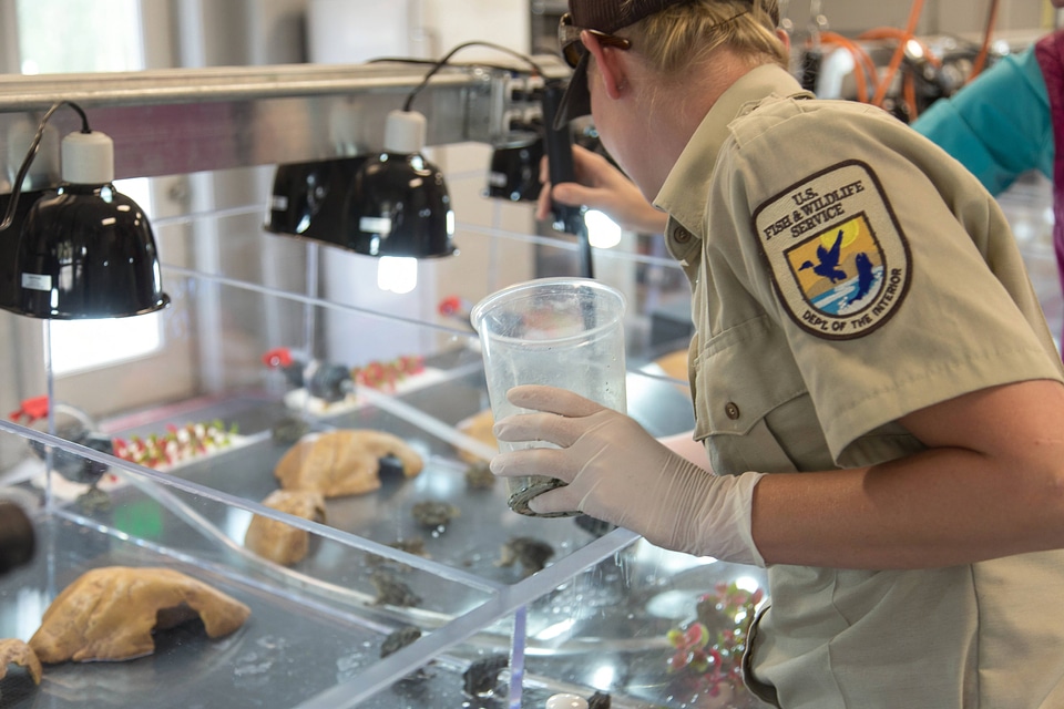 Biologist working at Leadville National Fish Hatchery-2