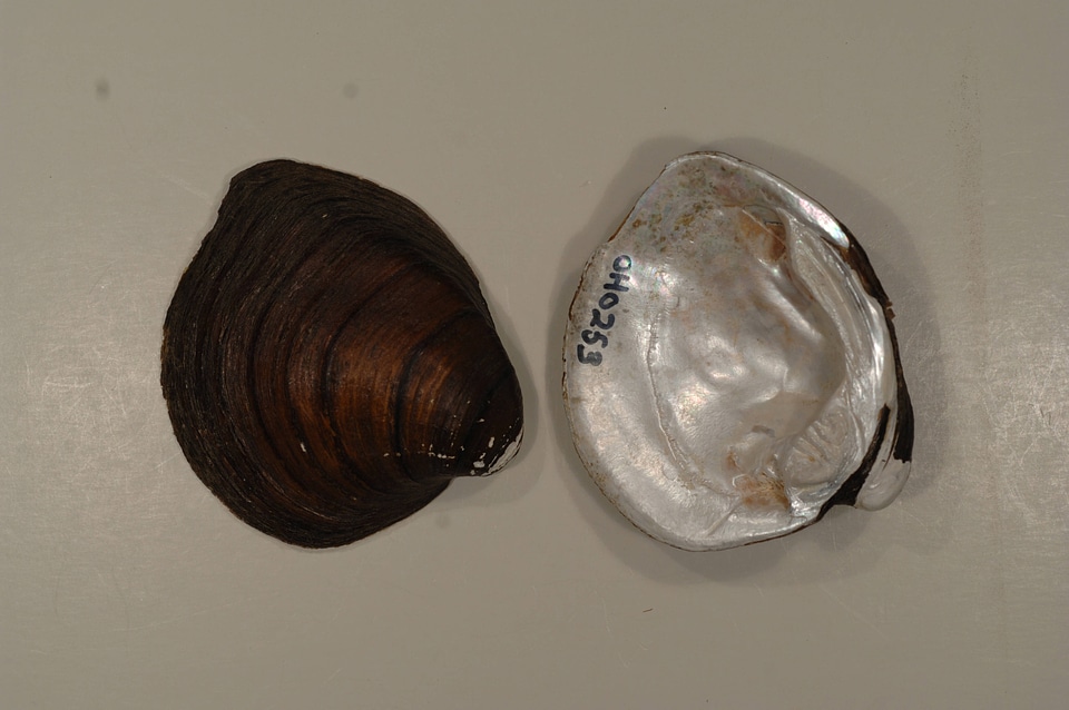 Pleurobema cordatum-2