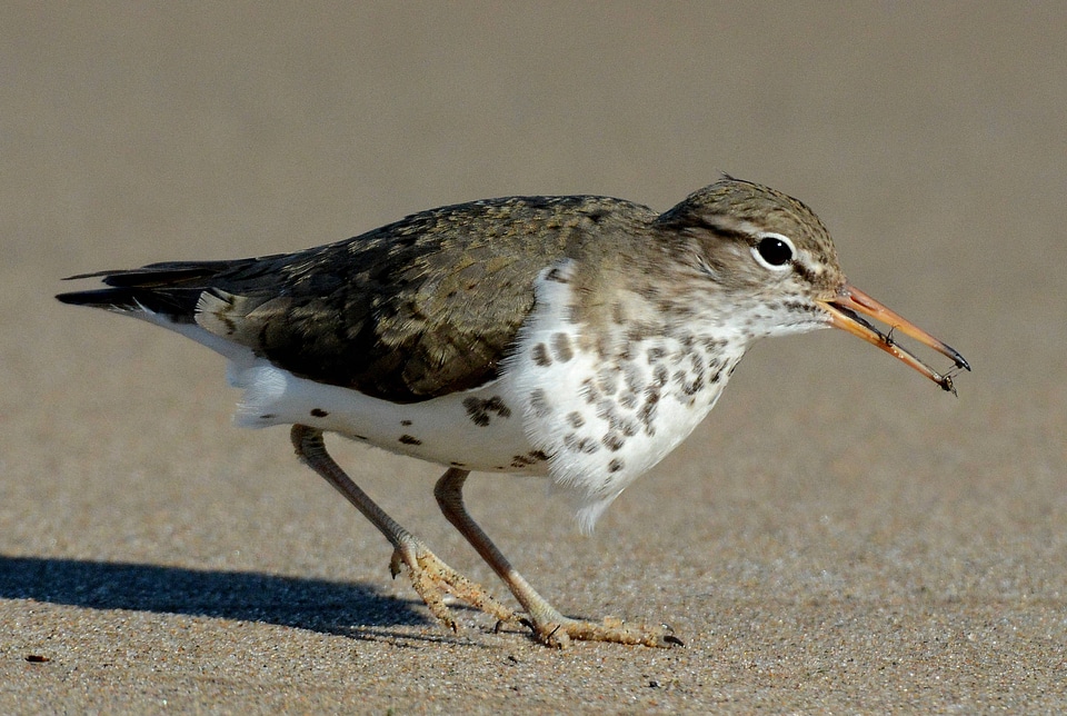 Spotted Sandpiper-1
