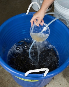 Glochidia are poured into the infestation bath
