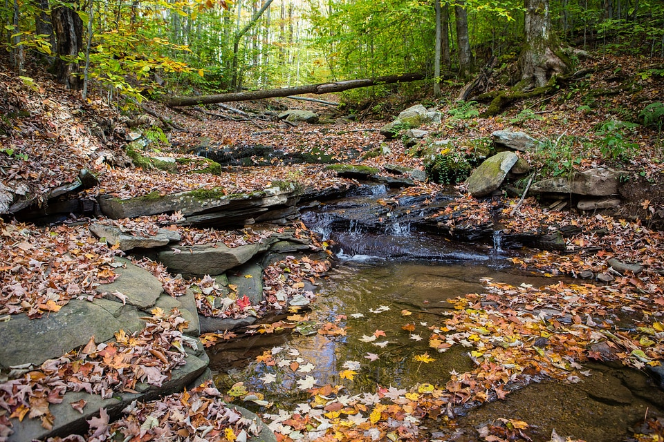 Brook Trout stream-1