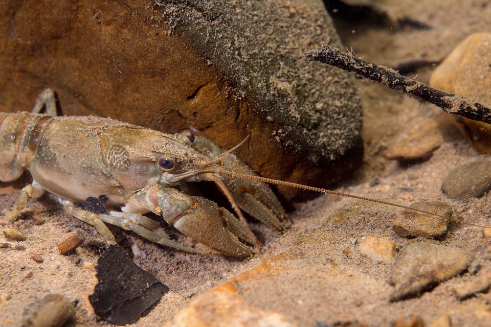 Allegheny Crayfish-2