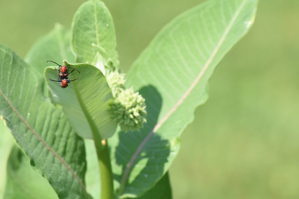Milkweed bugs on leaf of milkweed