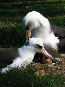 Nesting Laysan albatrosses photo