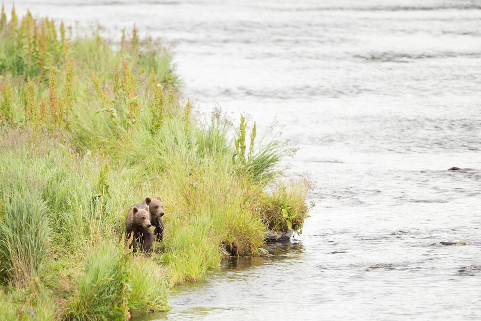 Pair of Kodiak brown bear cubs