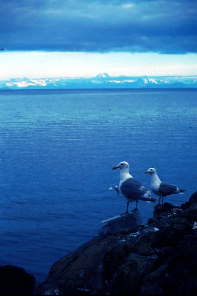 Glacous Winged Gull photo