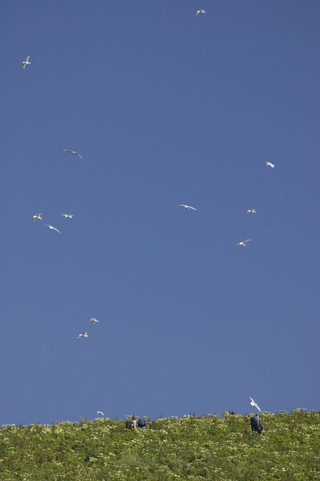 Shumagins, Hall Island seabirds