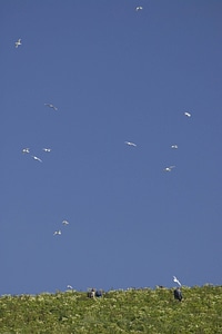 Shumagins, Hall Island seabirds