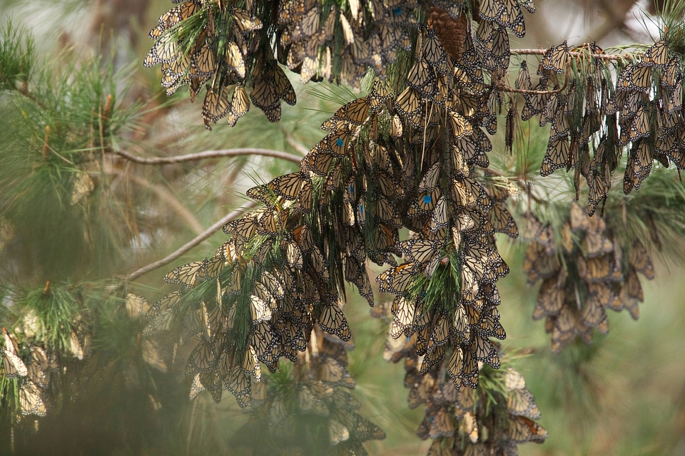 Monarch butterflies-3