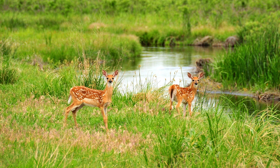 White-tailed Deer fawns