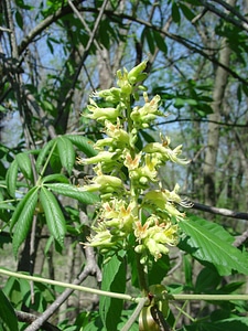 Yellow buckeye at Neal Smith Wildlife Refuge