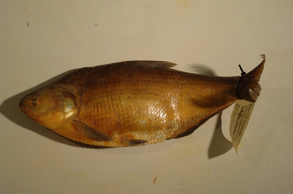 Dorosoma cepedianum-2