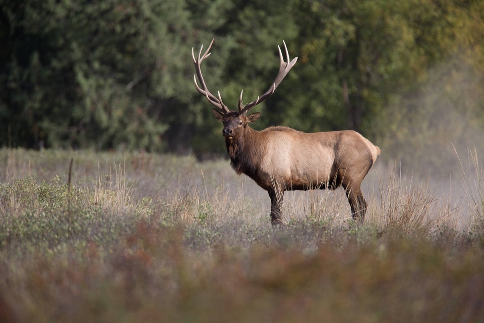 Bull Elk in profile photo