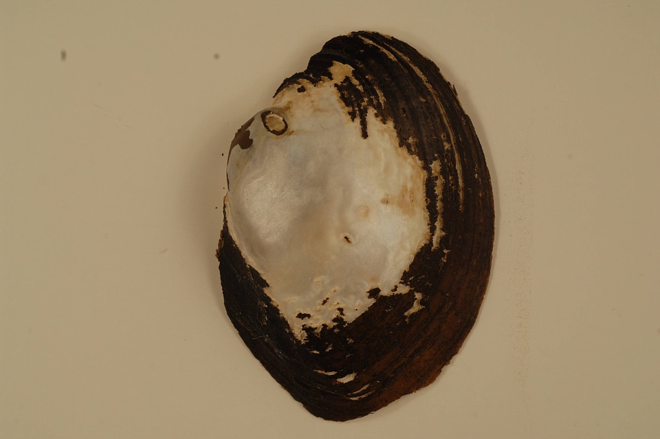 Lampsilis cardium (outside)