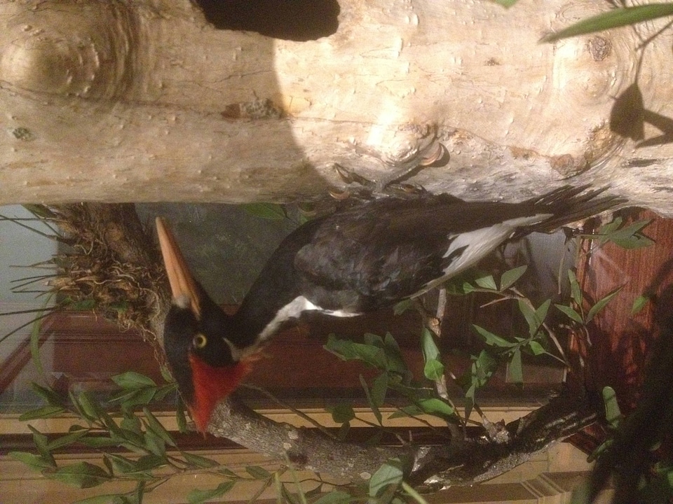 Taxidermy specimen of an Ivory-Billed woodpecker