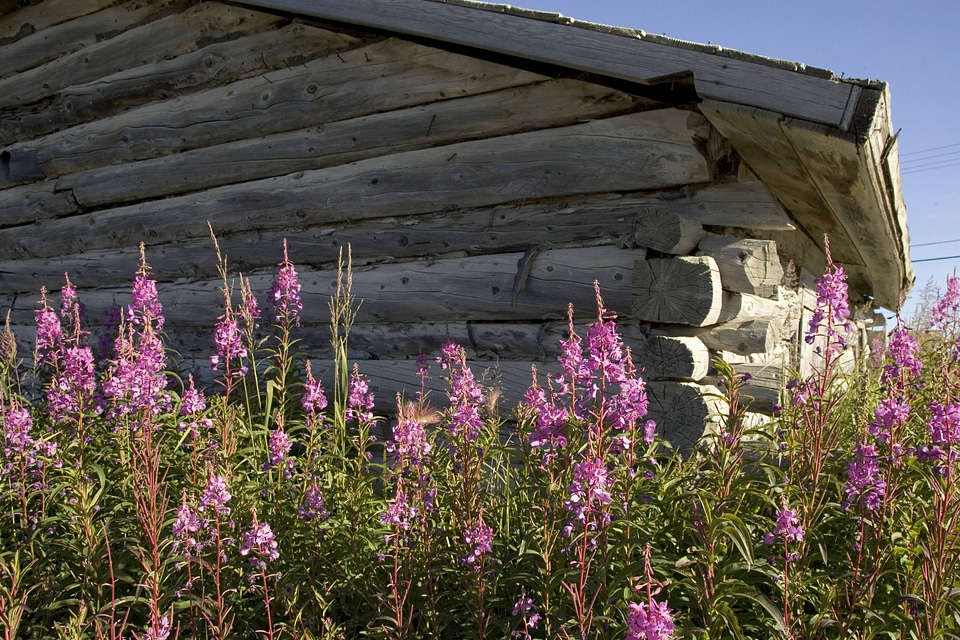 Wildflowers at the base of a wooden building