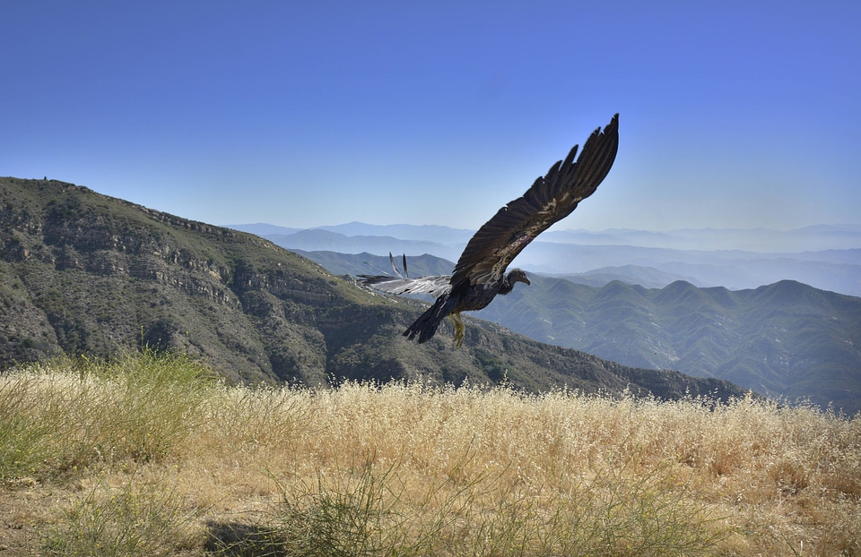 California Condor released at Hopper Mountain NWR