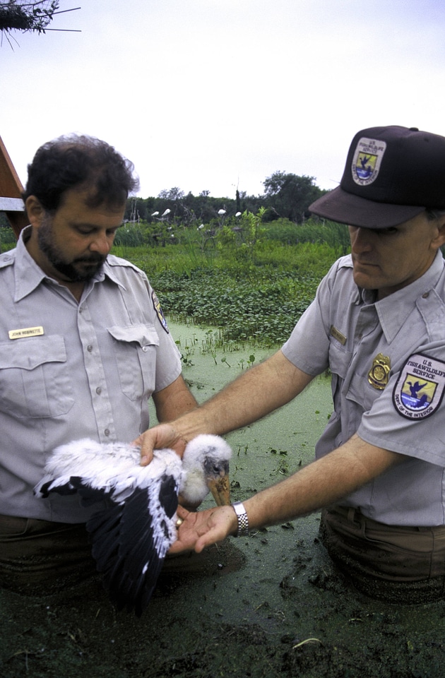 FWS workers with Wood stork chick