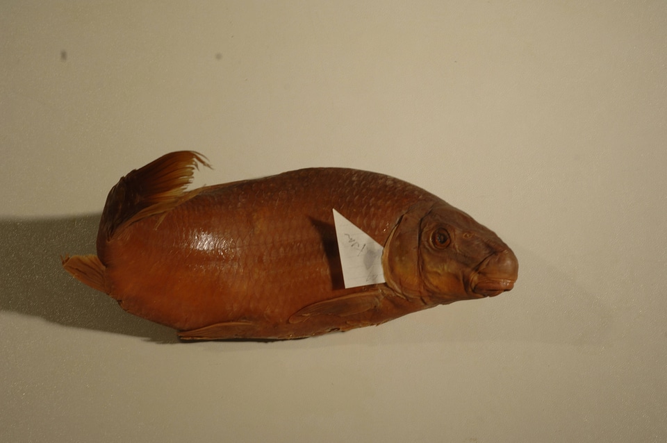 Moxostoma carinatum