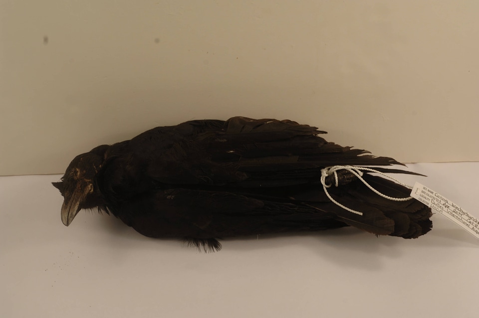 Corvus brachyrhynchos-2