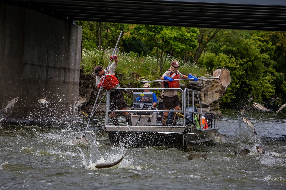 Silver Carp jumping in the Fox River-1