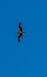 Osprey soaring-1 photo