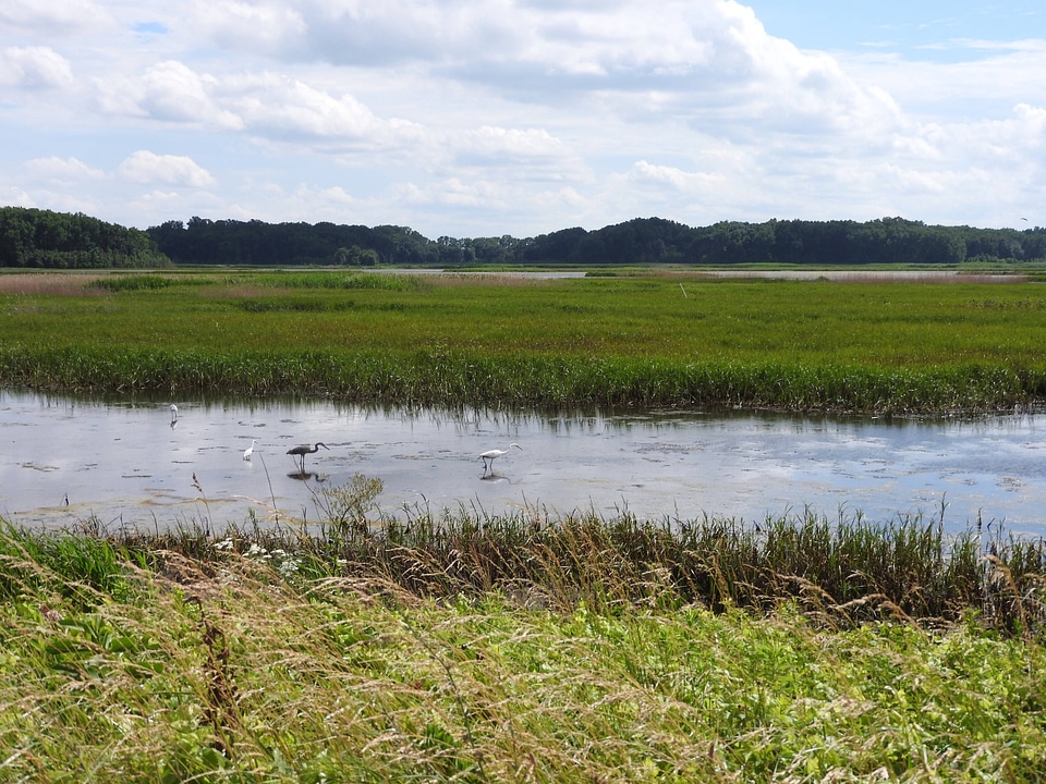 Shorebirds in the wetland at Bombay Hook National Wildlife Refuge