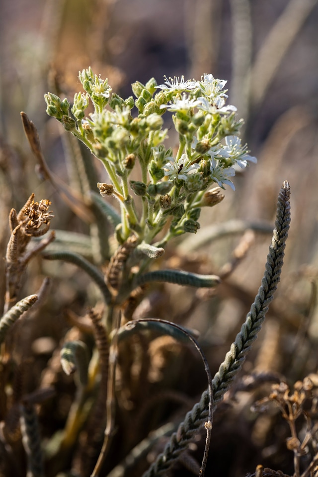 Ash Meadows Invesia-3