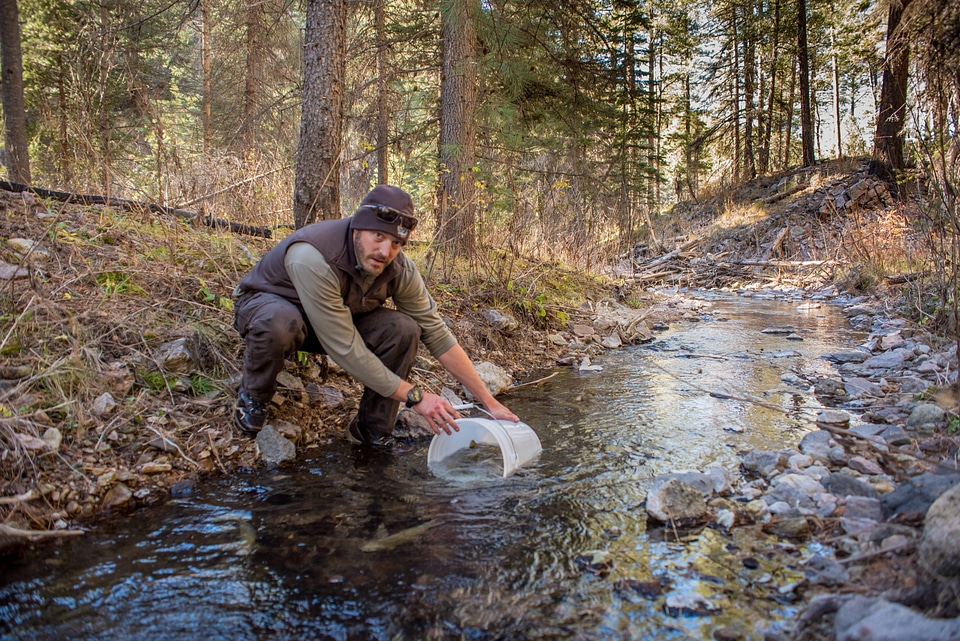 Biologist stocks Gila trout into Mineral Creek-4