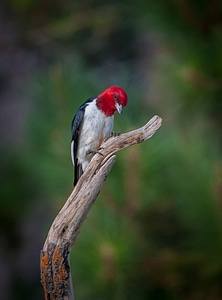 Red-headed woodpecker on dead snag-2
