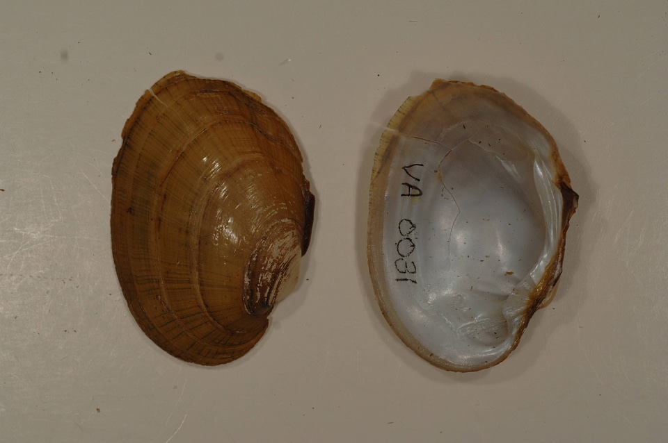 Lampsilis fasciola-4