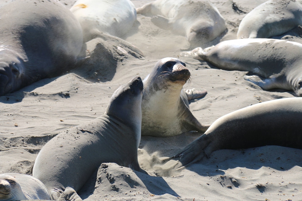 Northern elephant seals-1