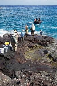 Nihoa Millerbird Translocation-3 photo