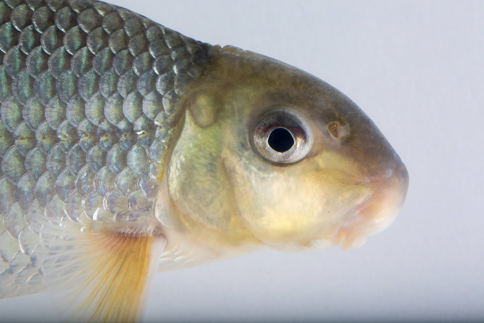 Close up of Sicklefin Redhorse-1
