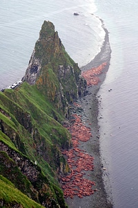 Pacific walrus on a round island beach photo